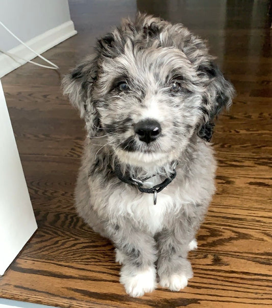 The Ultimate Puppy and Dog Must Haves Shopping List